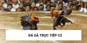 đá gà c2