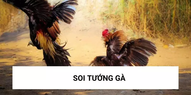 Chiến thuật cá cược đá gà C2 thắng đậm