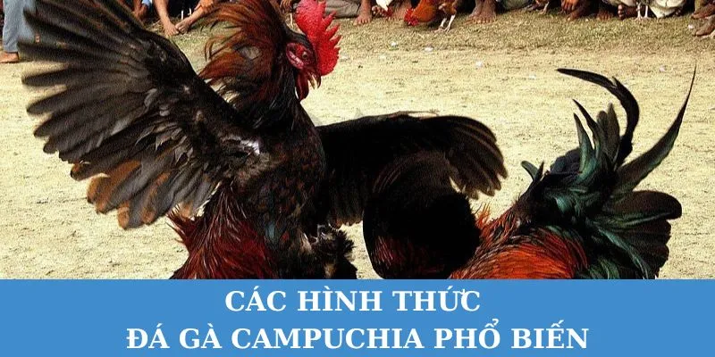 Đá gà Campuchia được chia thành nhiều hình thức thi đấu.