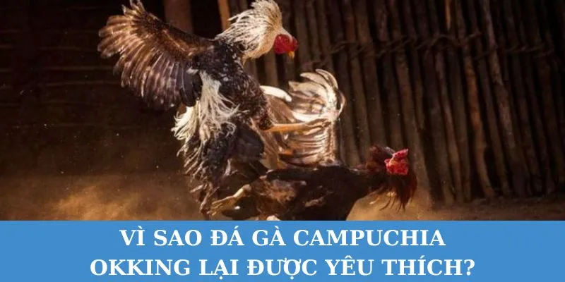 Đá gà Campuchia là cuộc so tài của những chiến kê mạnh mẽ. 