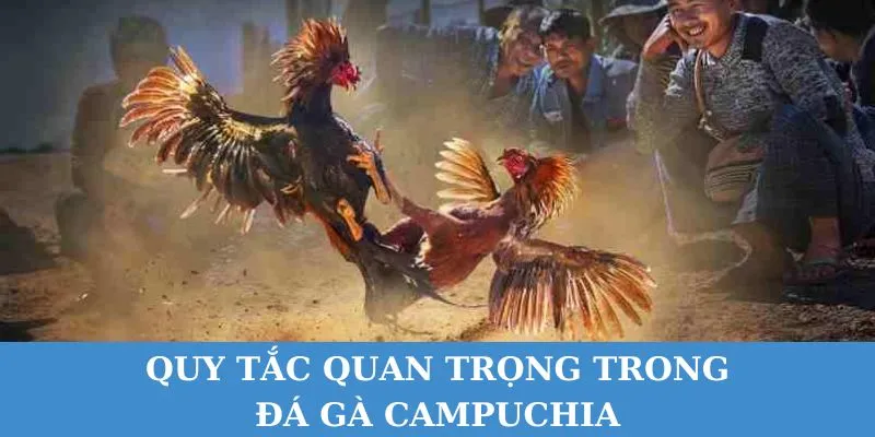 Đá gà Campuchia có quy tắc thi đấu nghiêm ngặt.